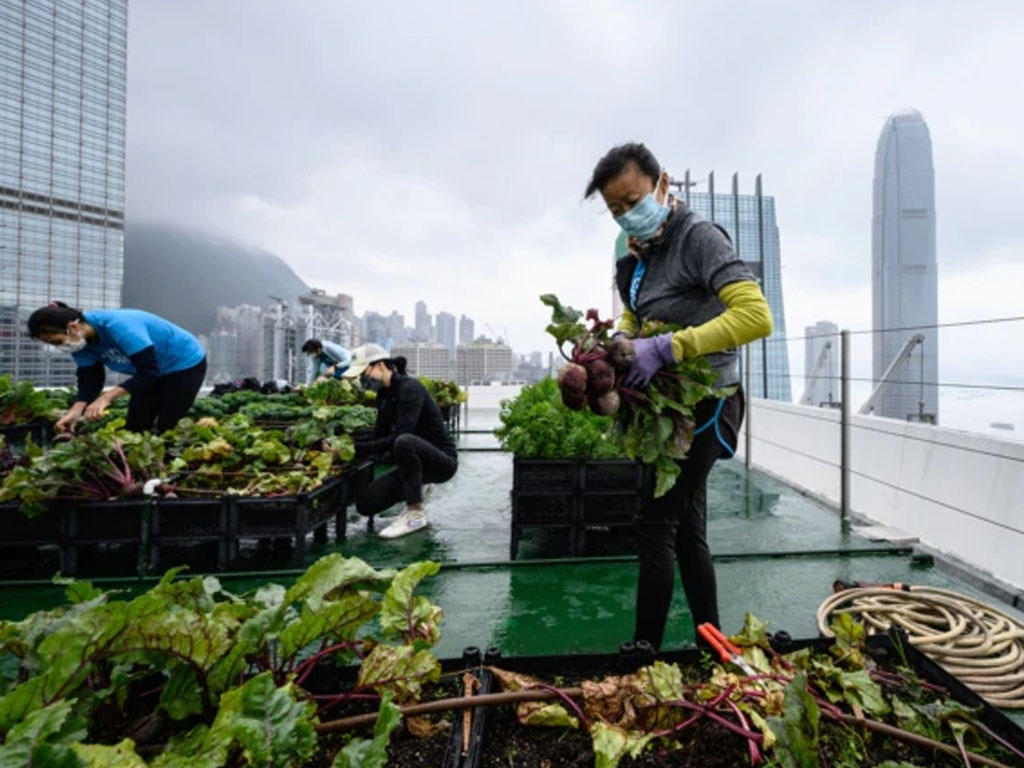 petani atap hong kong panen