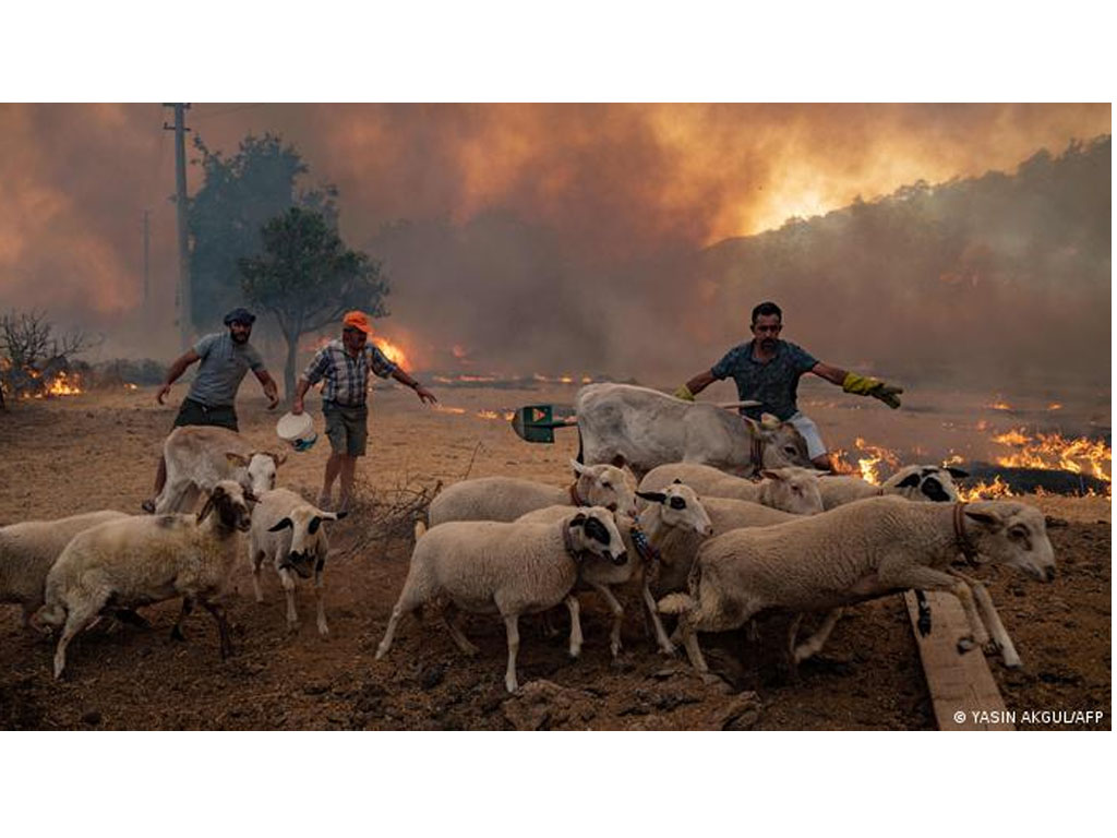 Warga Marmaris Turki selamatkan ternak