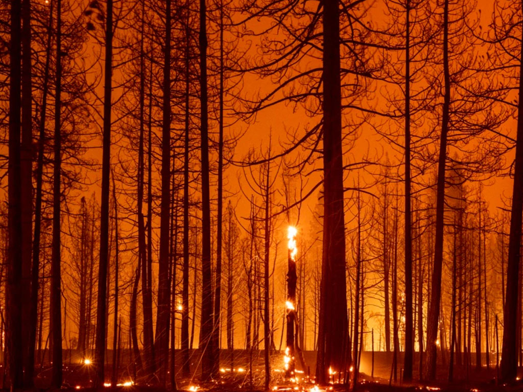 hutan dekat Greenville terbakar