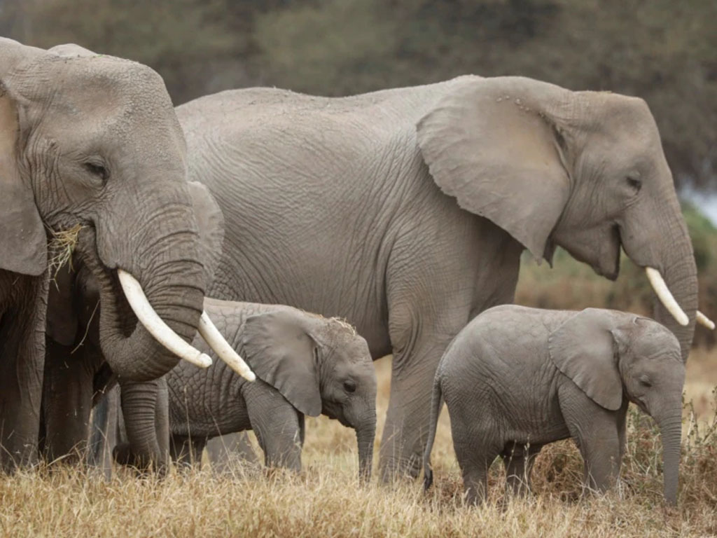 Sekelompok gajah merumput
