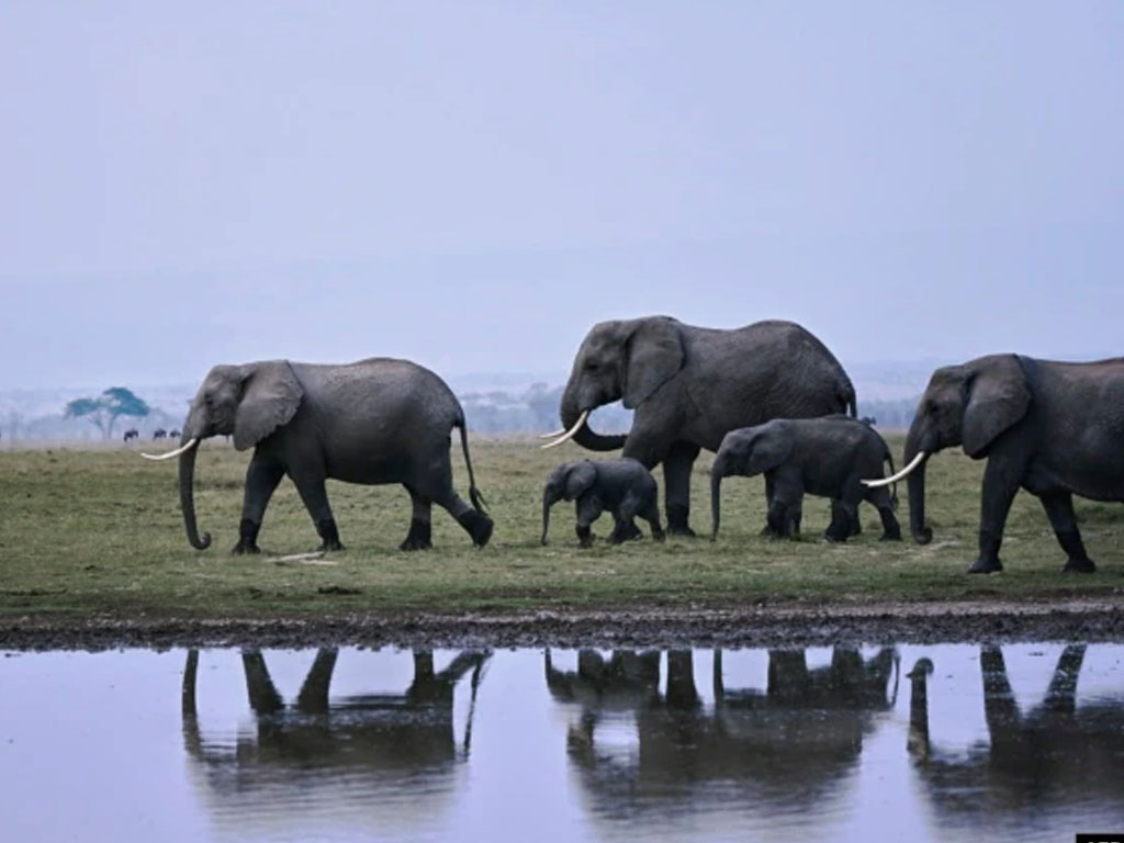 Sekelompok gajah berjalan