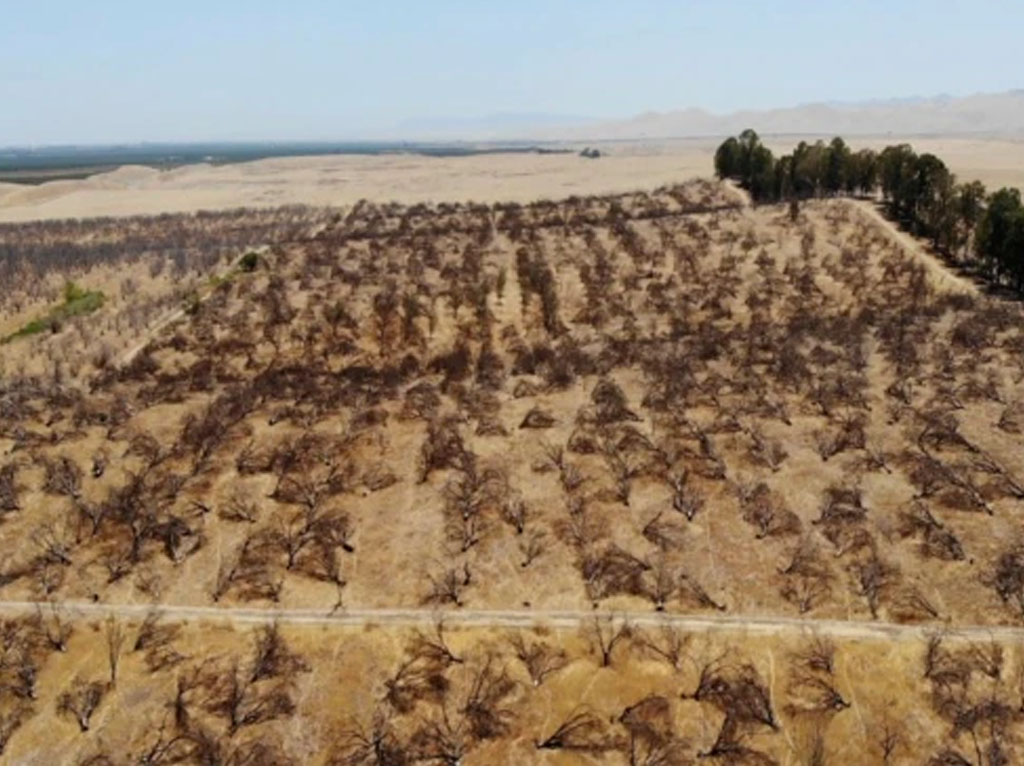 Kebun almond yang ditinggalkan di california