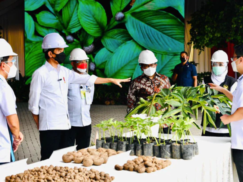 jokowi dialog di pabrik porang madiun