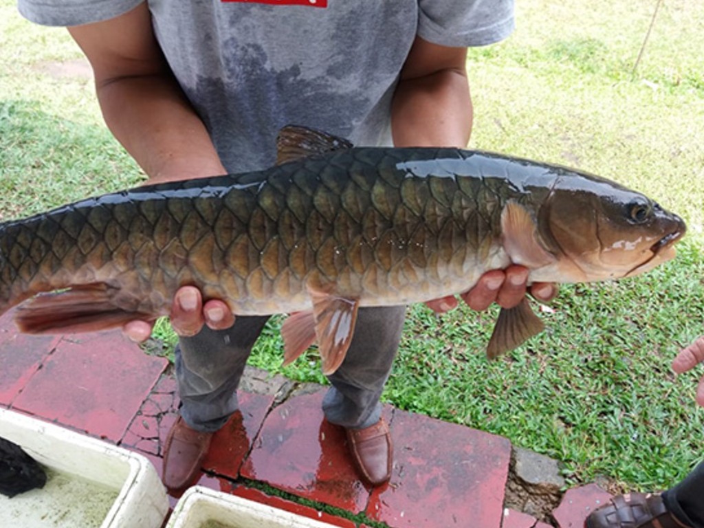 Ikan Dewa