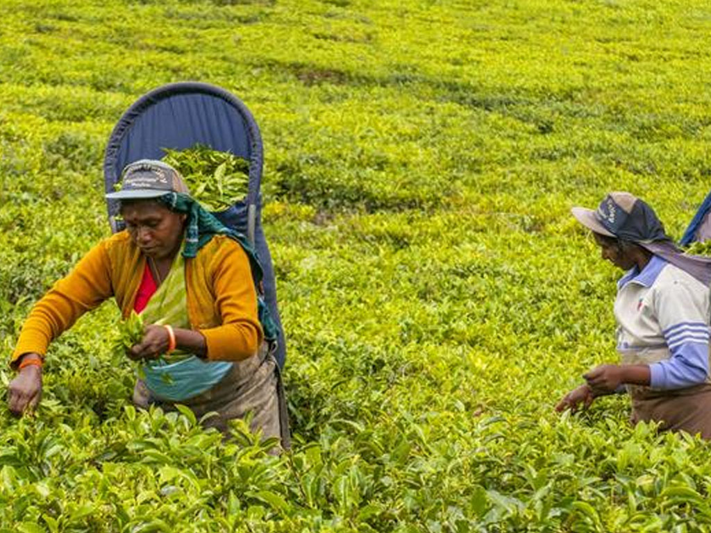 perempuan pemetik teh di Sri Lanka