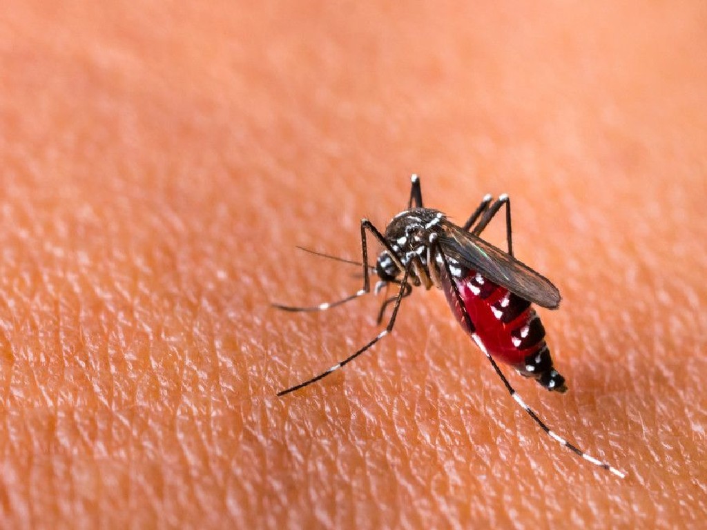 Chikungunya