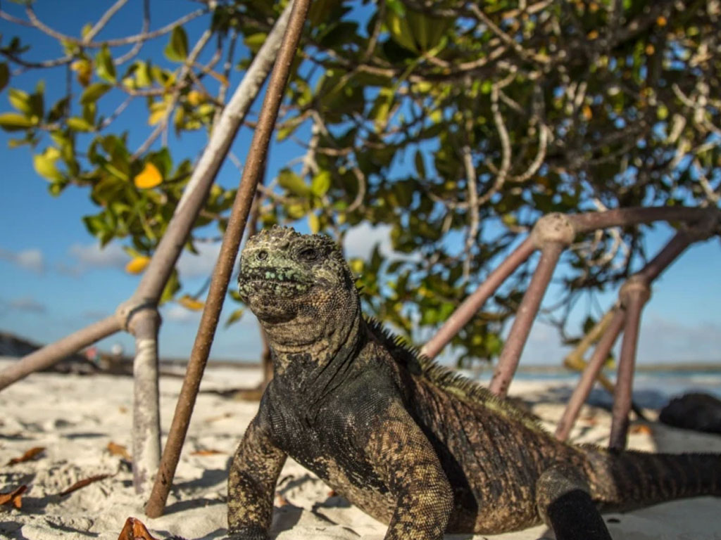 Iguana laut Galapagos