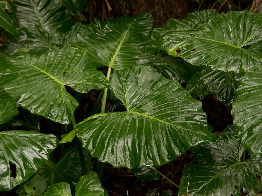 alocasia