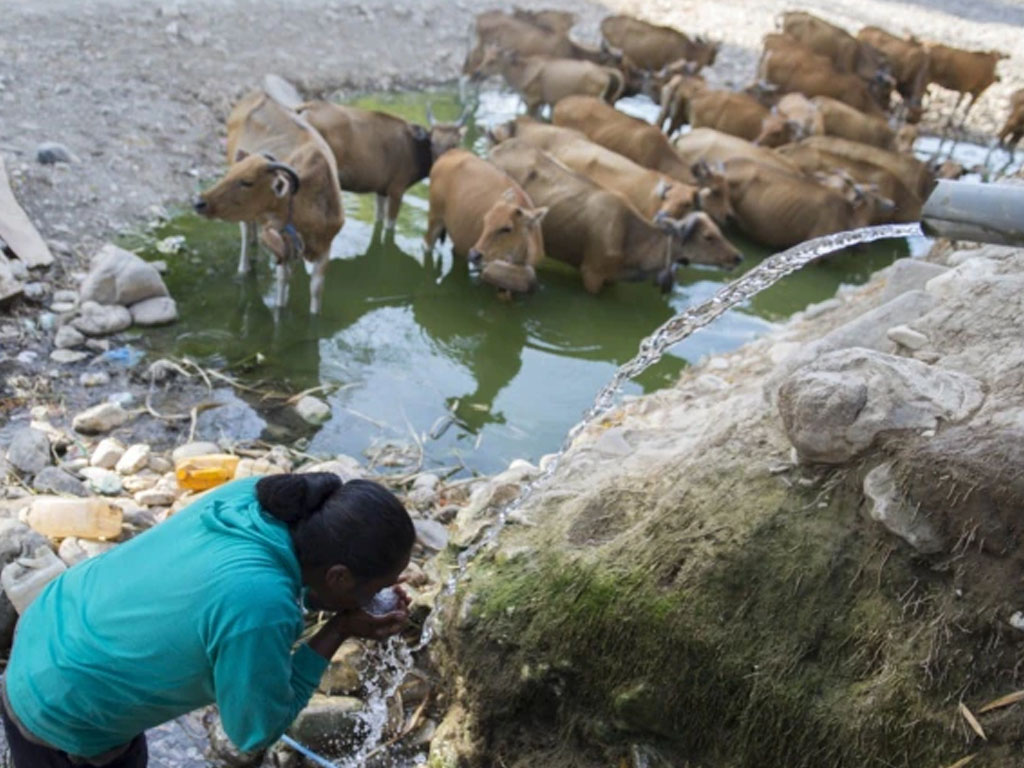 seorang warga minum di ntt