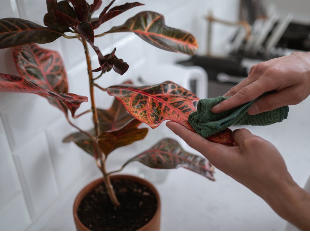 Caladium