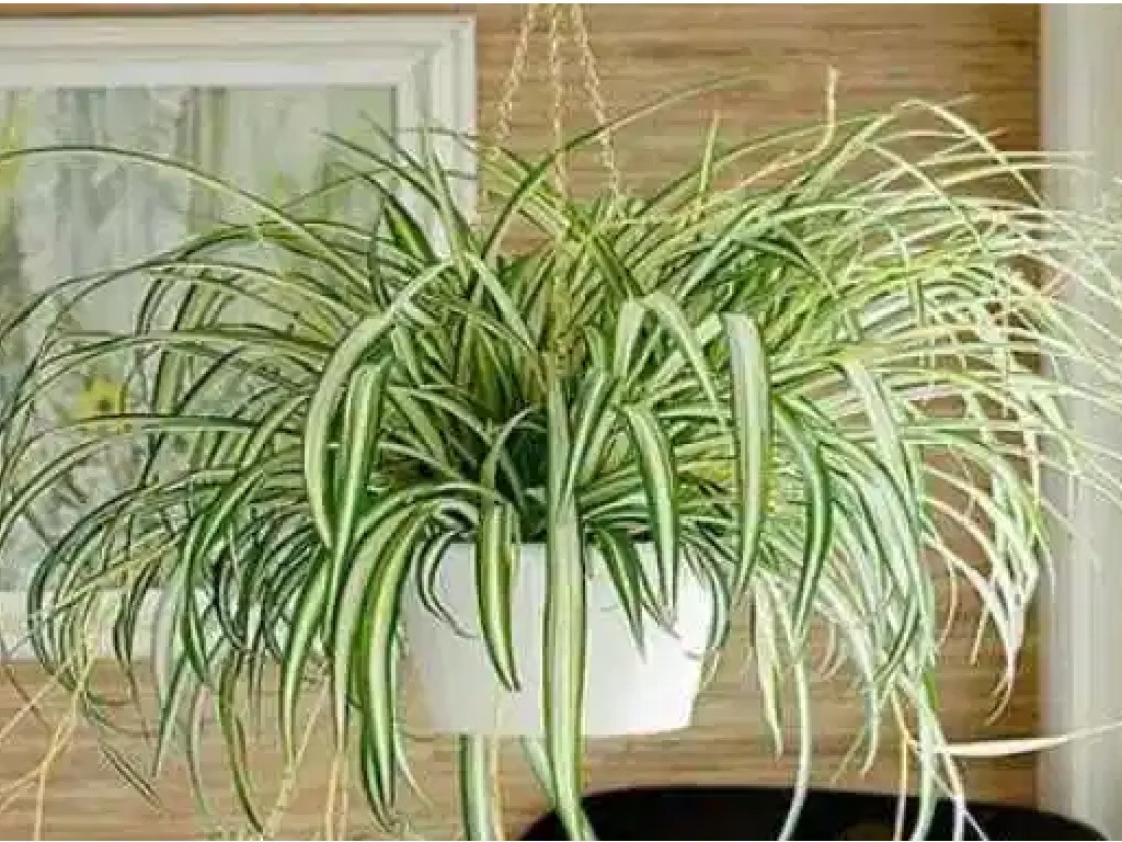 Spider Plant