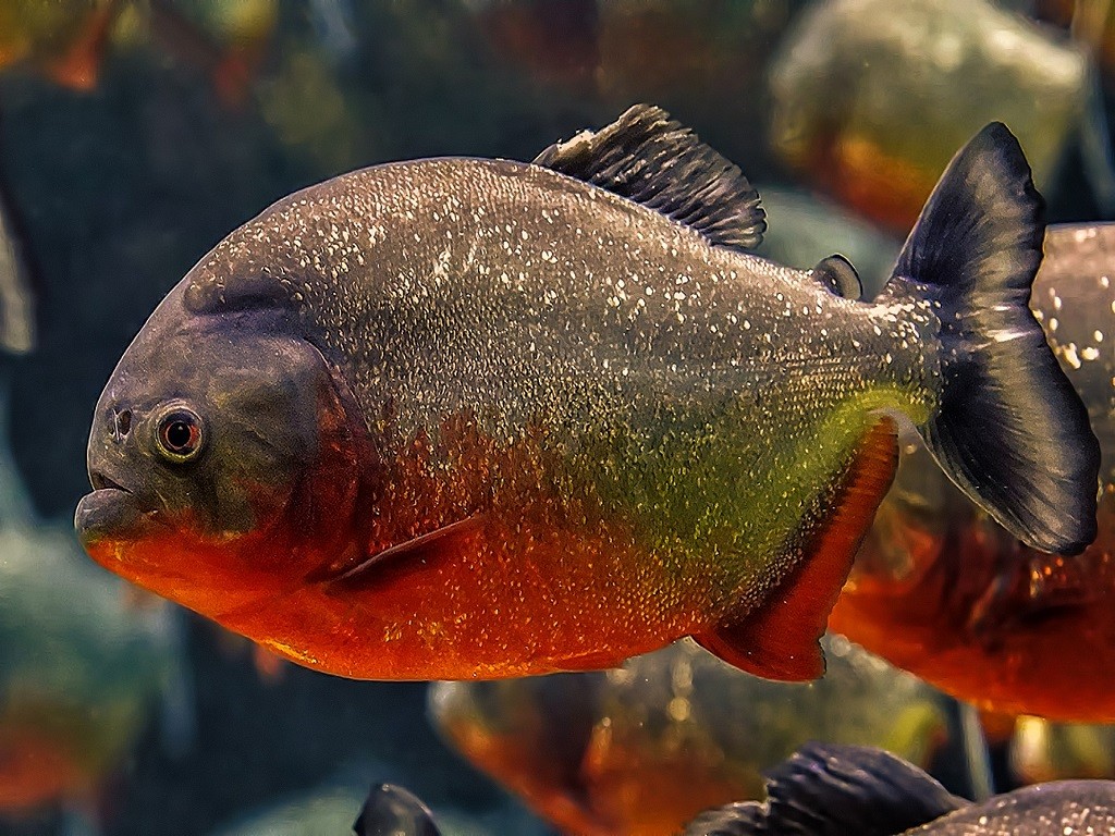 Piranha