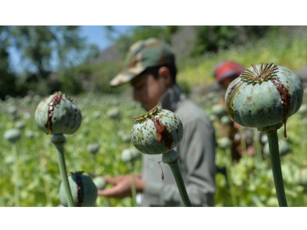 opium afghanistan