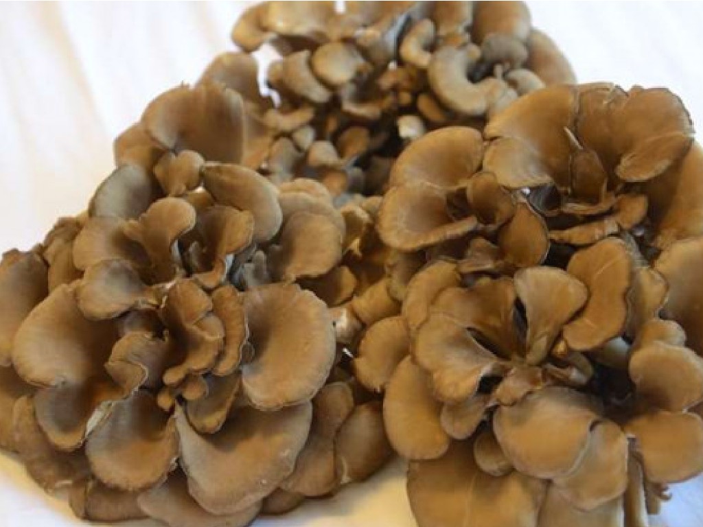 Jamur Maitake