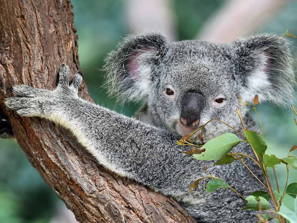 Koala