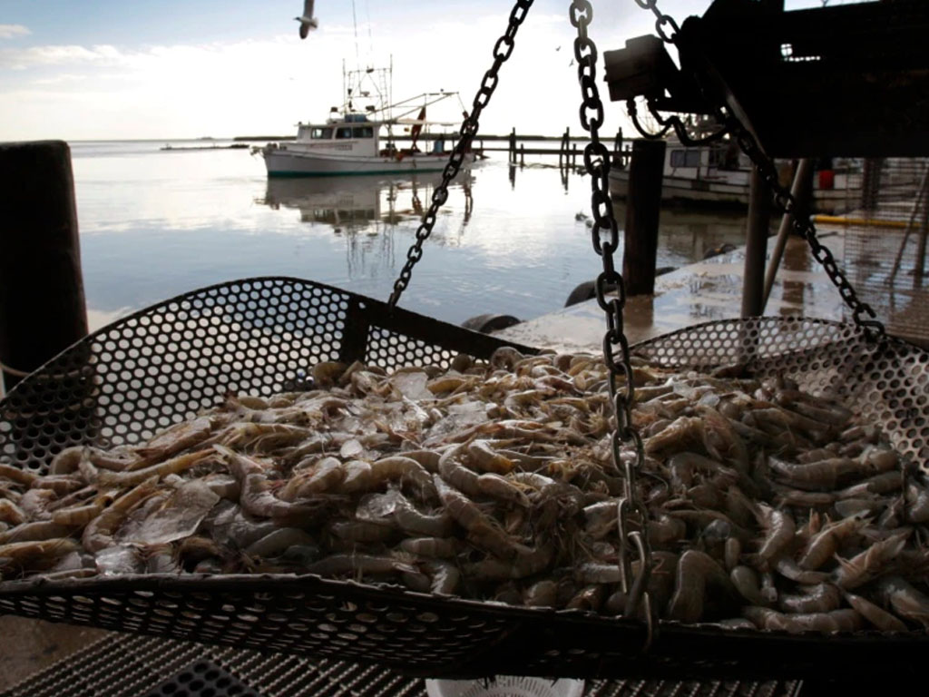 udang di Louisiana AS