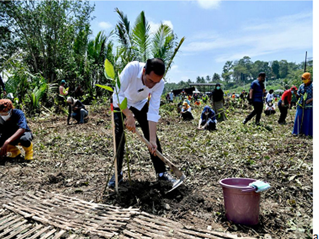 jokowi tanam mangrove di cilacap