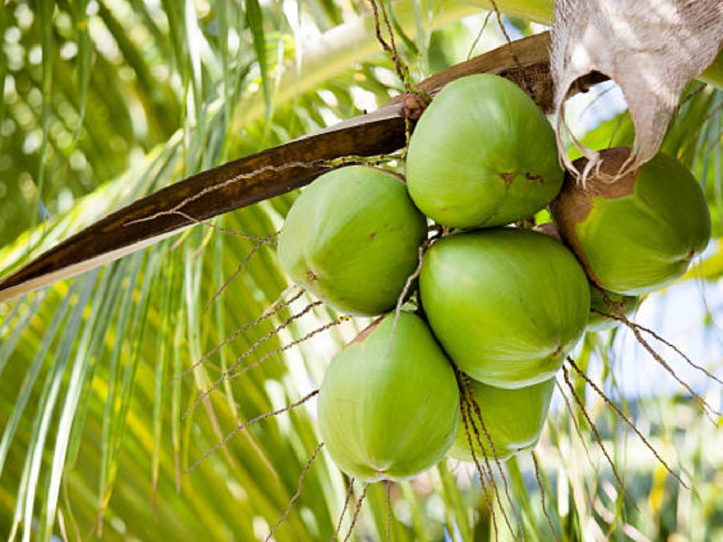 Manfaat Air Kelapa