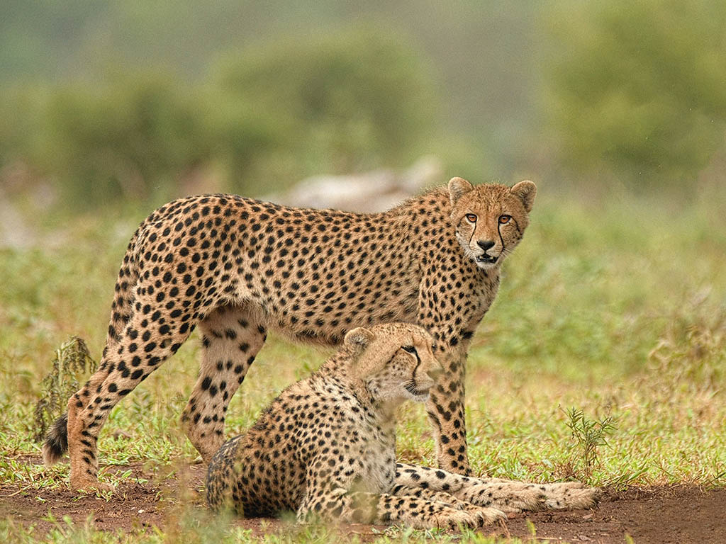 Cheetah