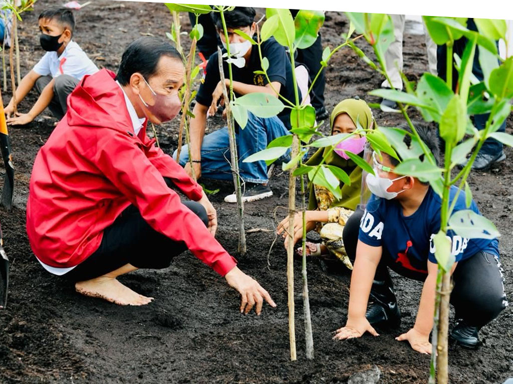 jokowi tanam mangrove di bengkalis