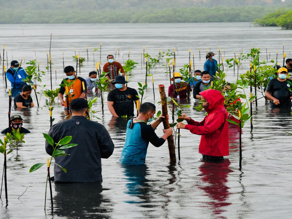 jokowi tanam mangrove di batam