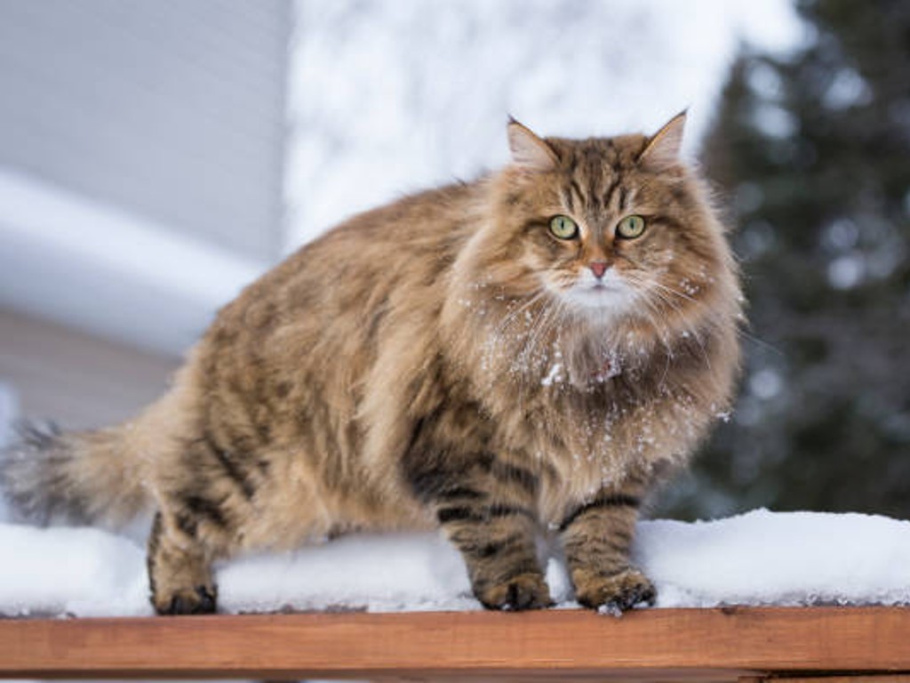 Siberian Cat