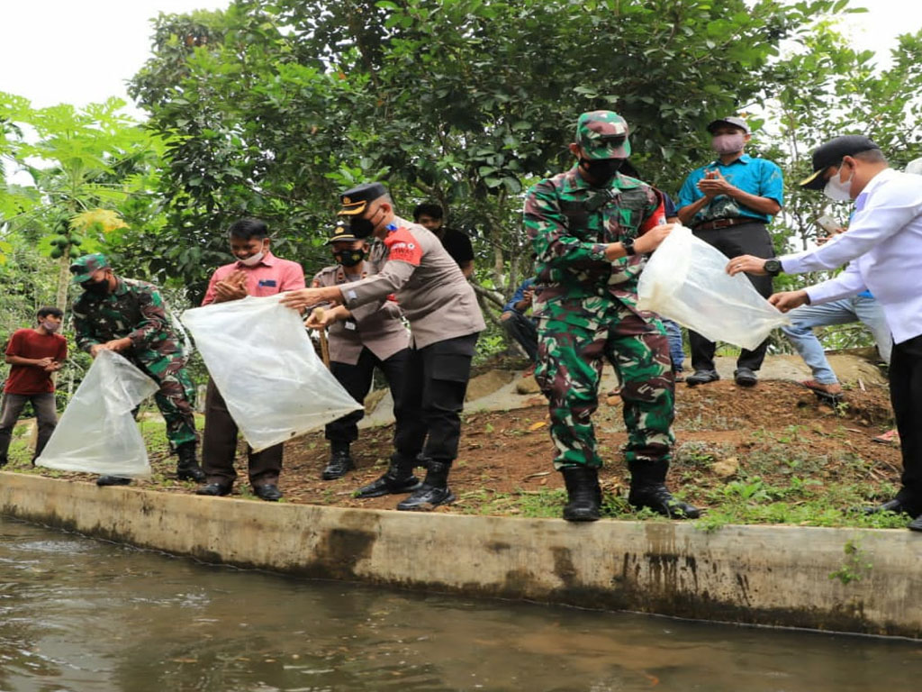 kasiter korem 011 tabur benih