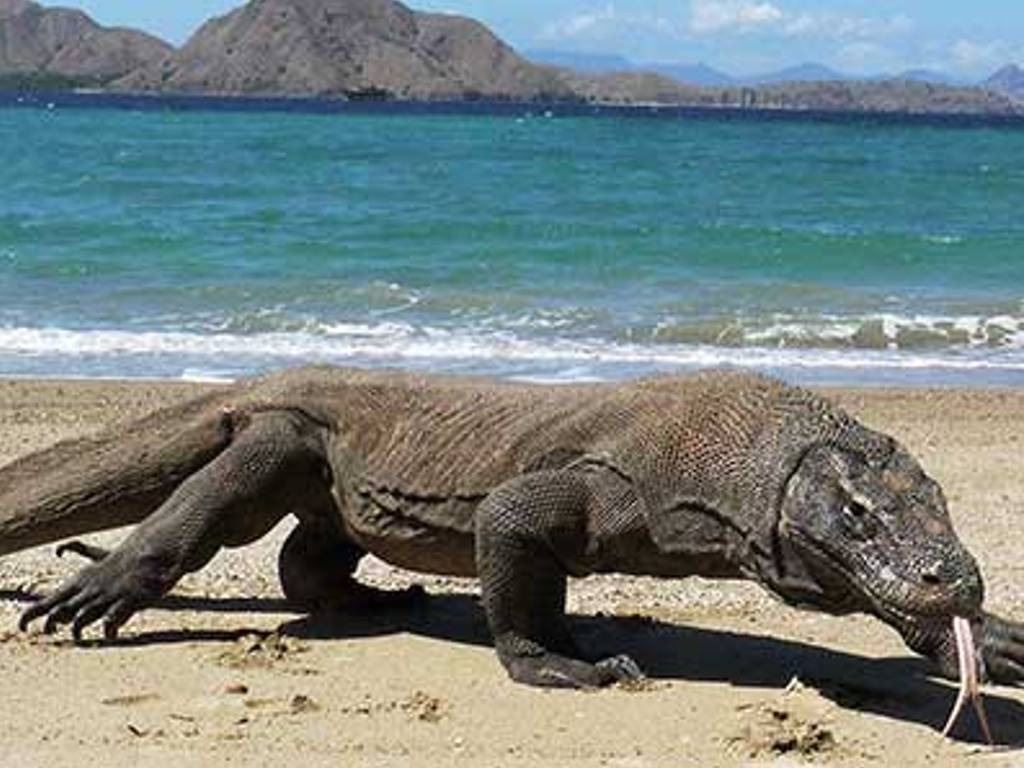 Pulau Komodo