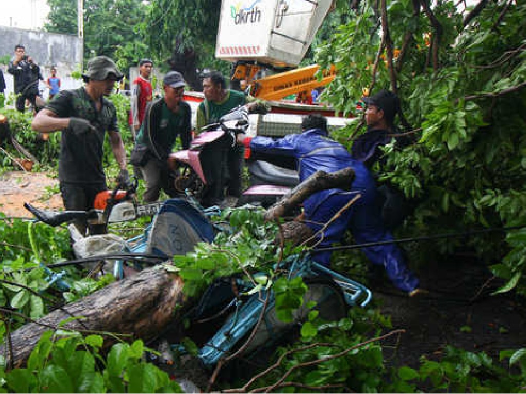 Pohon tumbang