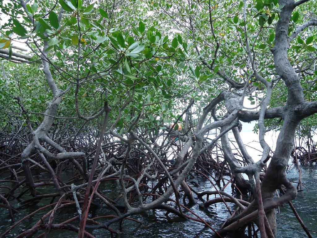 Mangrove