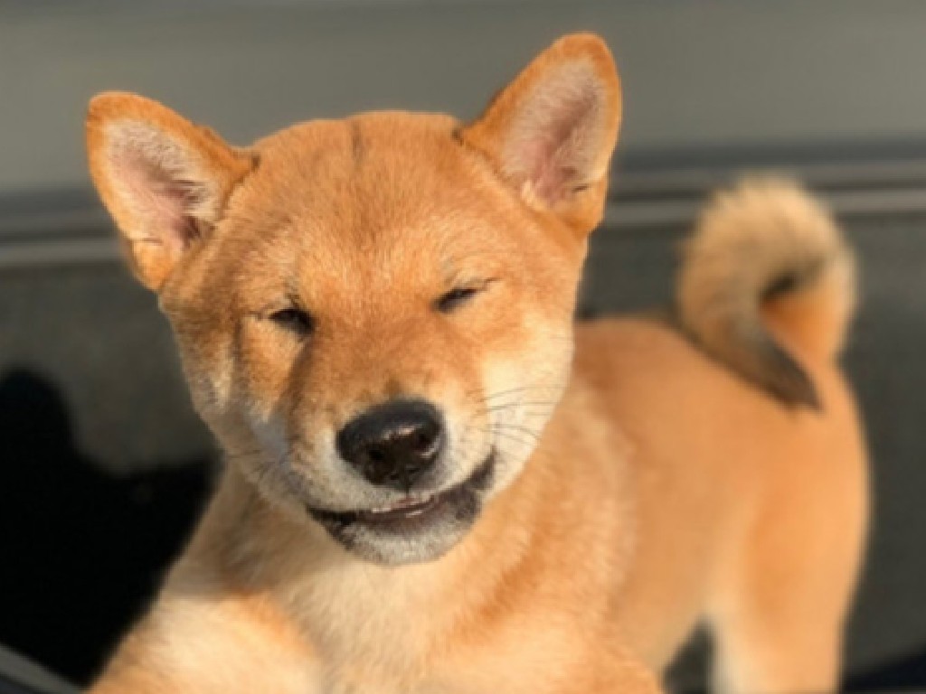 Foto anjing Shiba Inu di mobil Elon Musk