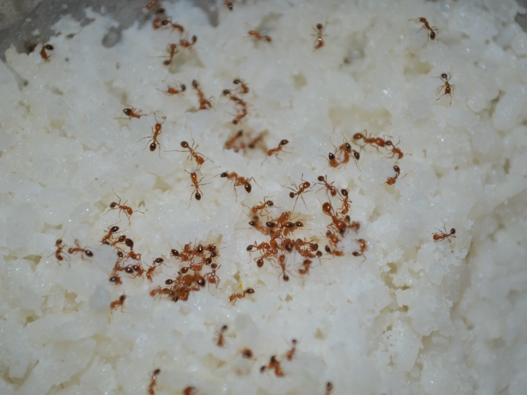 makanan dihinggapi semut
