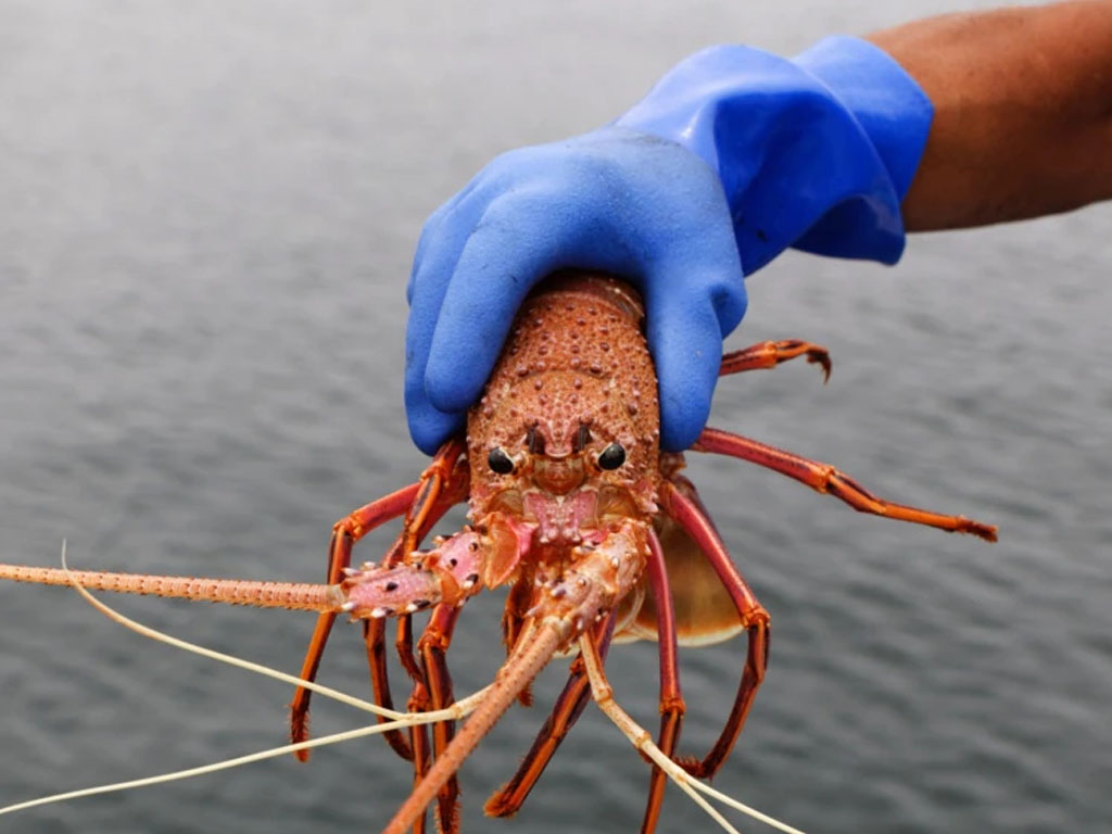 lobster australia