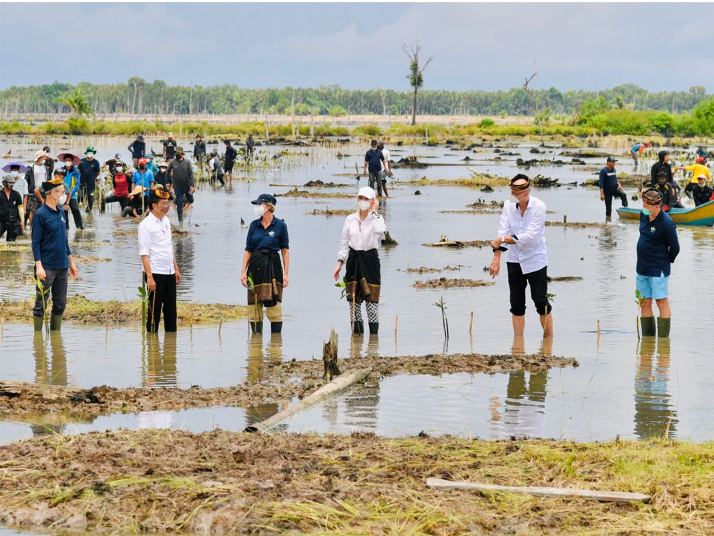 jokowi tanam mangrove di kaltara