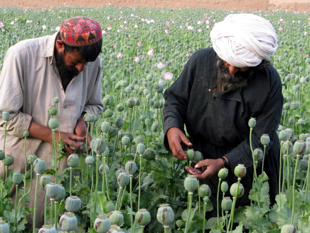 ladang opium di afghanistan