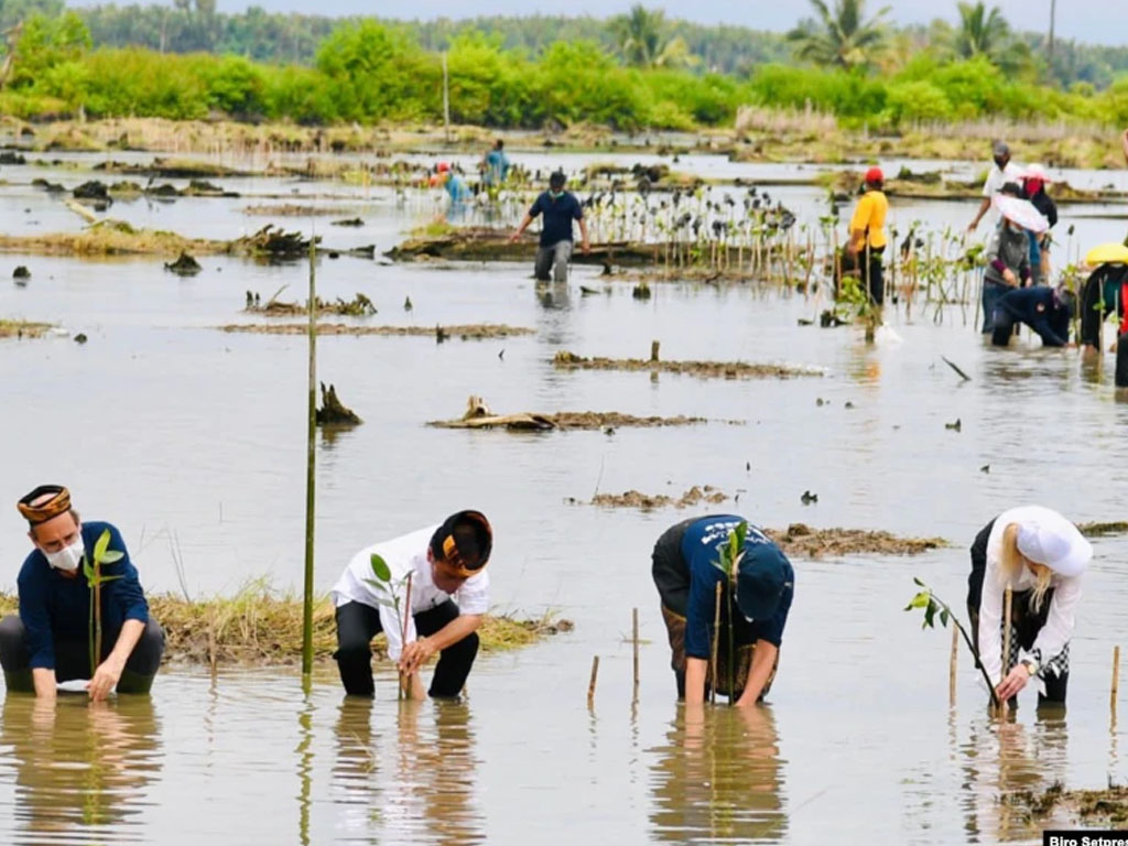 jokowi tanam mangrove kaltara