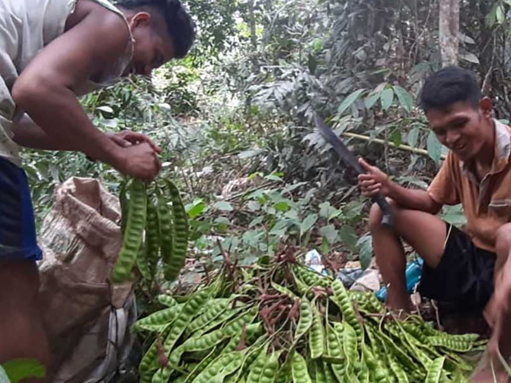 petani petai