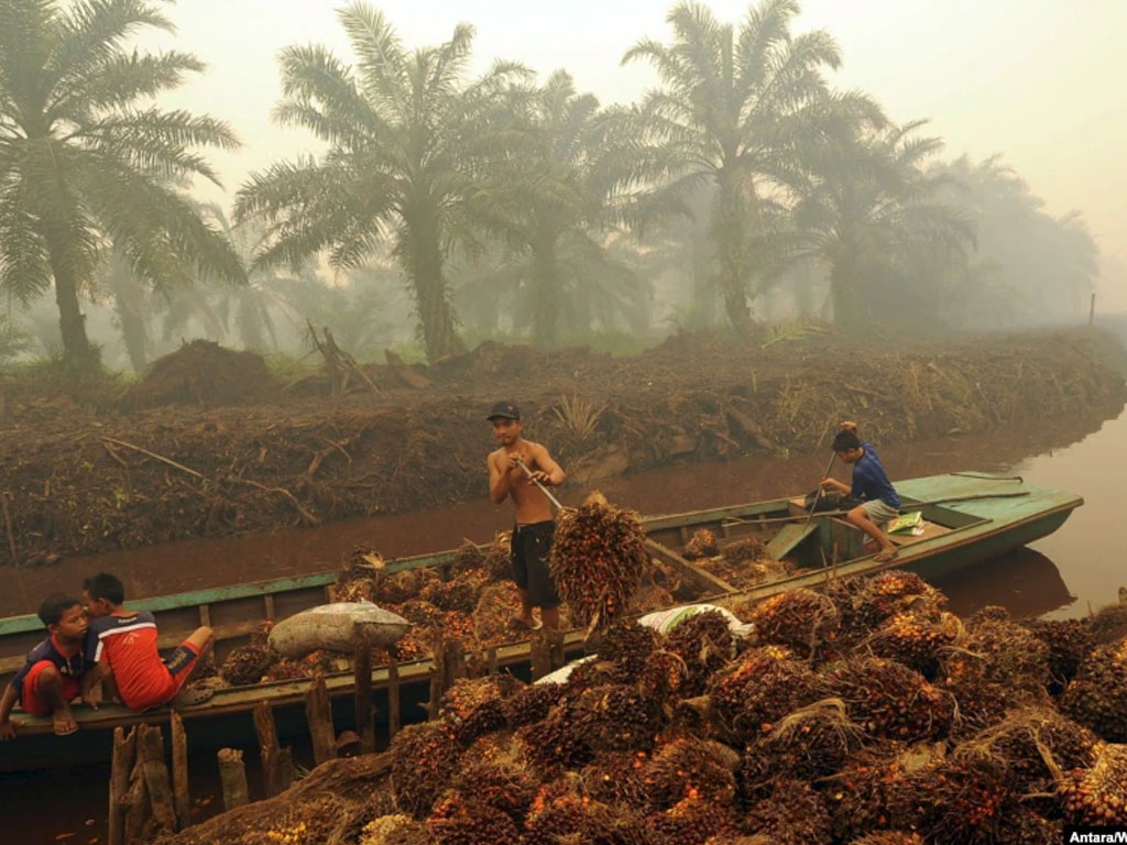 pekerja sawit di jambi