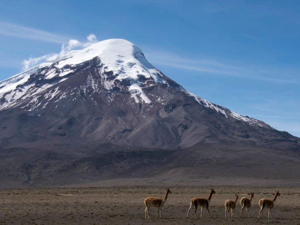 Kawanan llamas