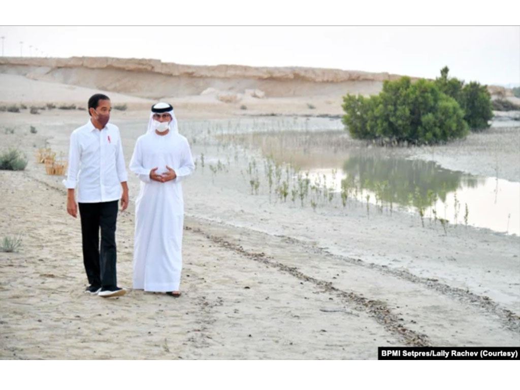 jokowi dan menteri pea di hutan mangrove abu dhabi