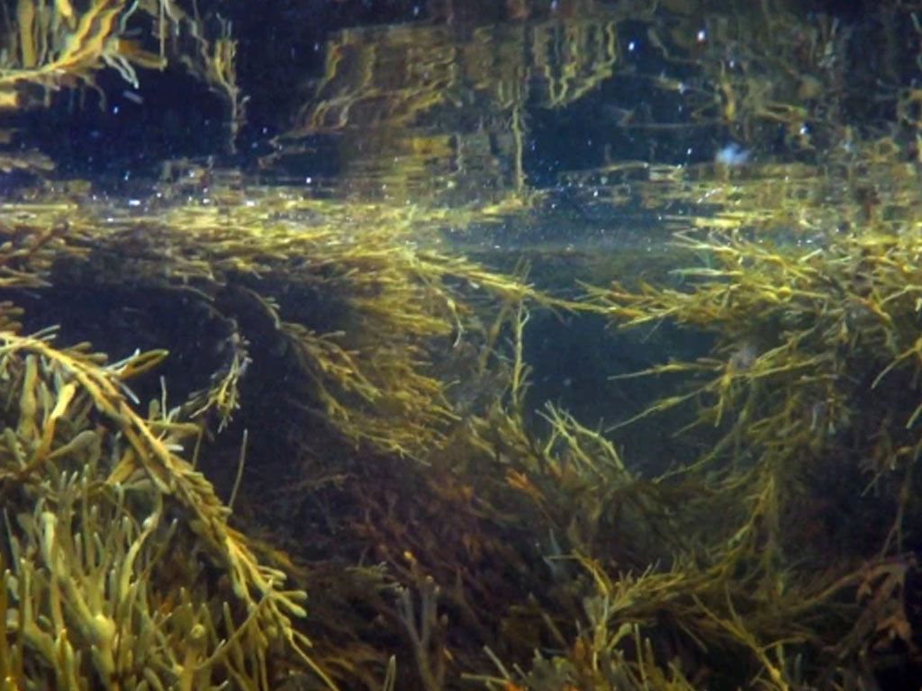 Salah satu jenis rumput laut