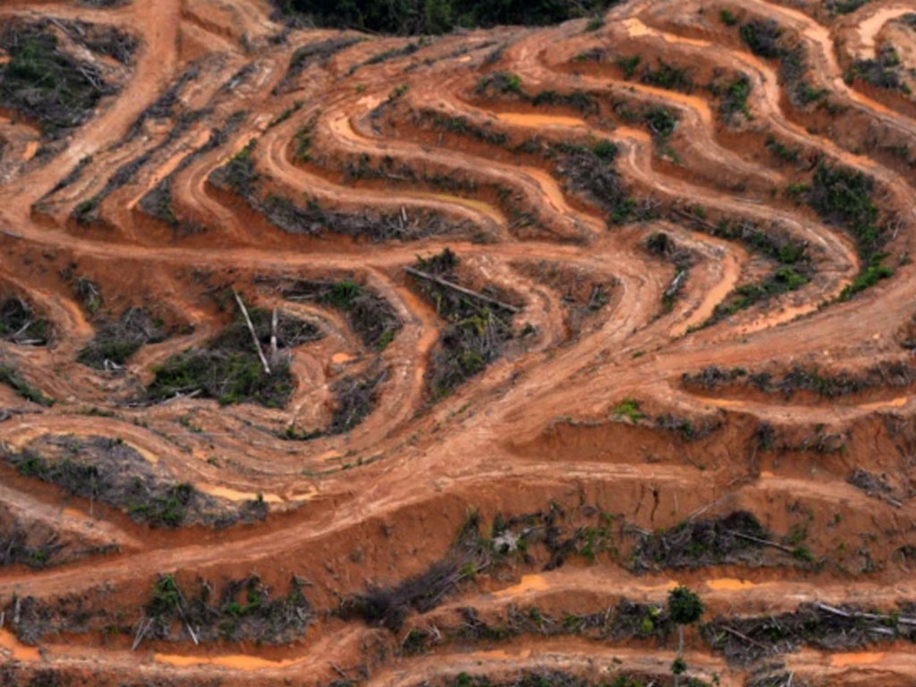 Survei udara Greenpeace di  Barito Utara