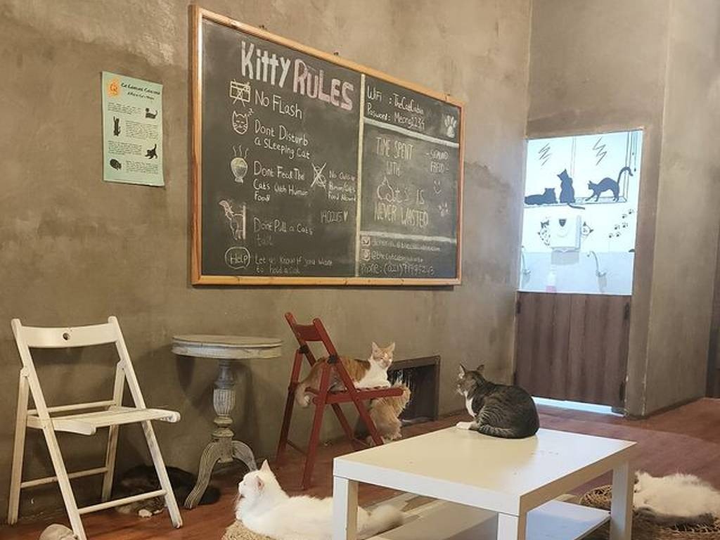 The Cat Cabin Cafe