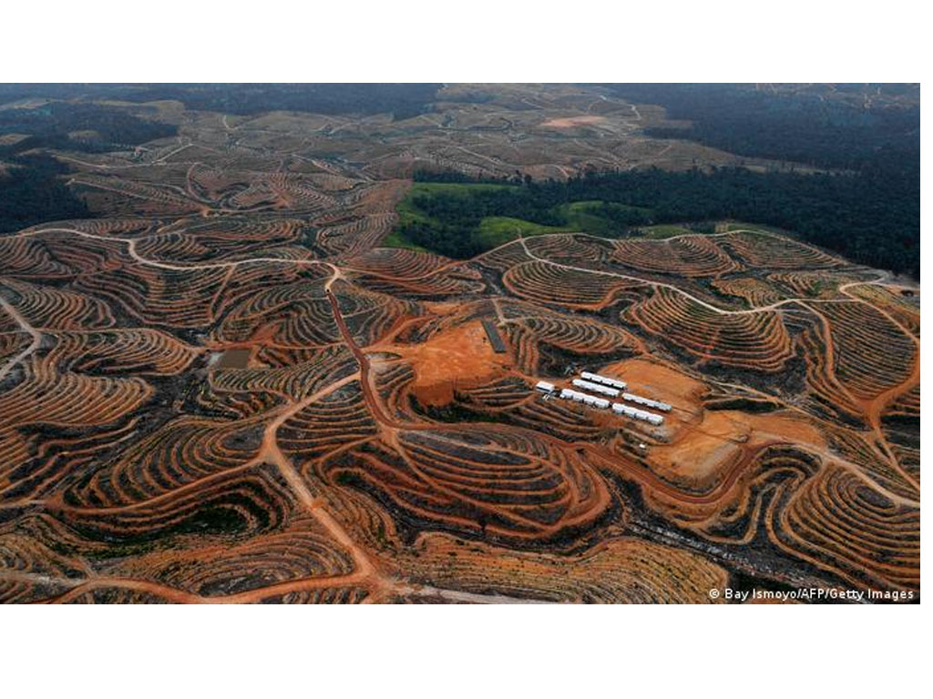 babat hutan jadi kebun sawit