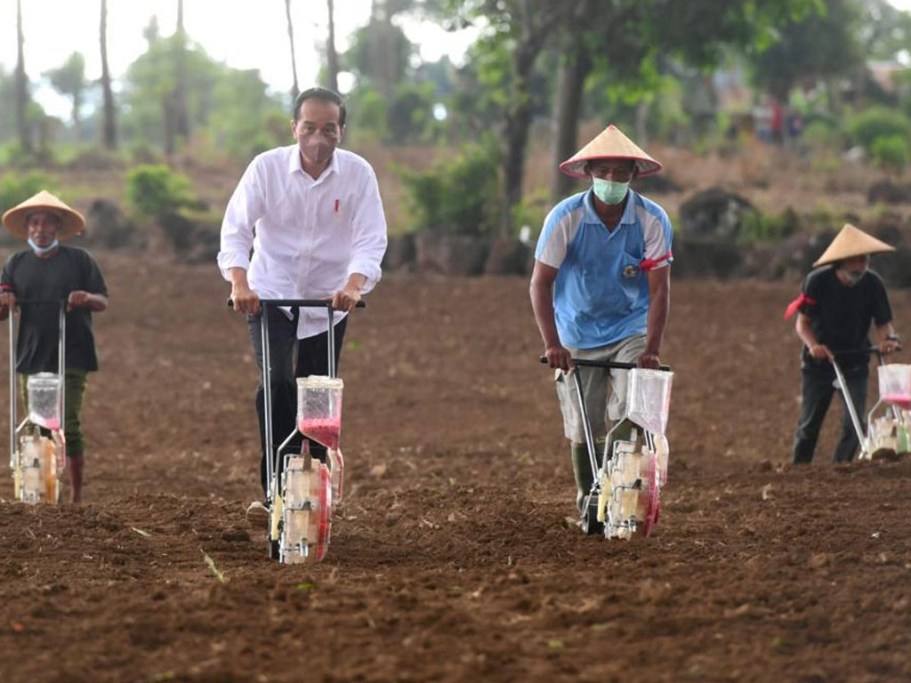 jokowi tanam jagung di kelara