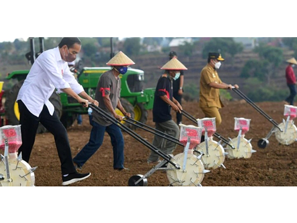 jokowi tanam jagung