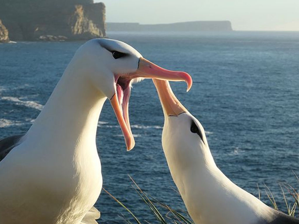 burung albatros