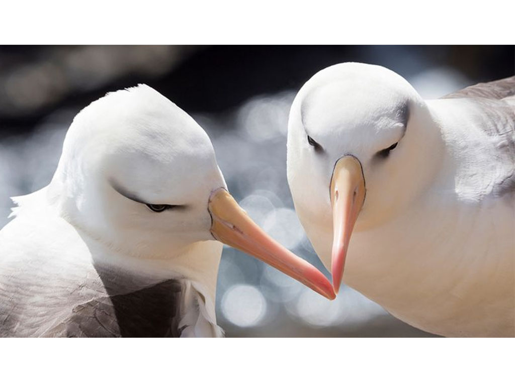Albatros burung yang paling setia