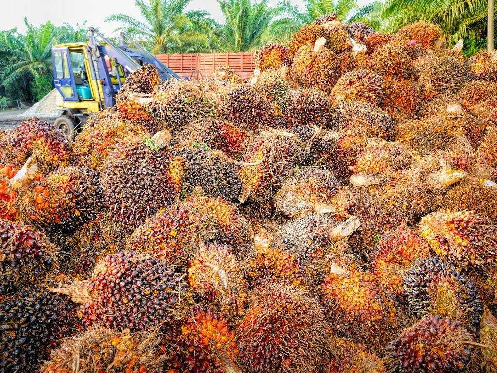 Minyak Nabati