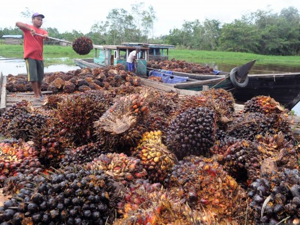 kelapa sawit